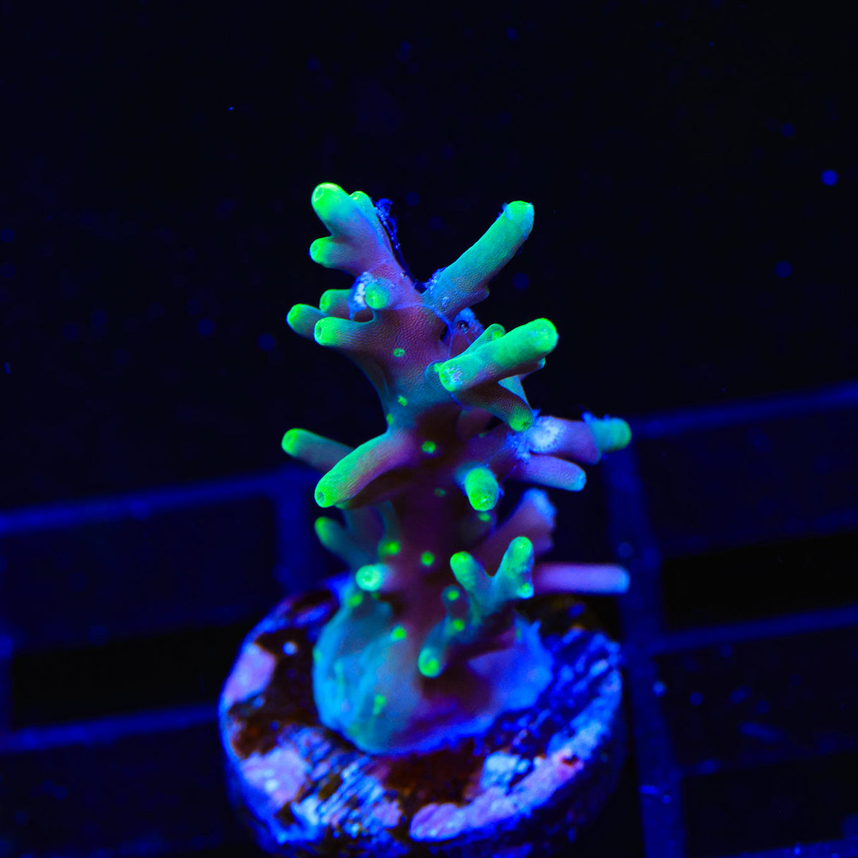 Pacman Acropora Coral – Top Shelf Aquatics