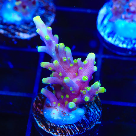 TSA The Riddler Acropora Coral