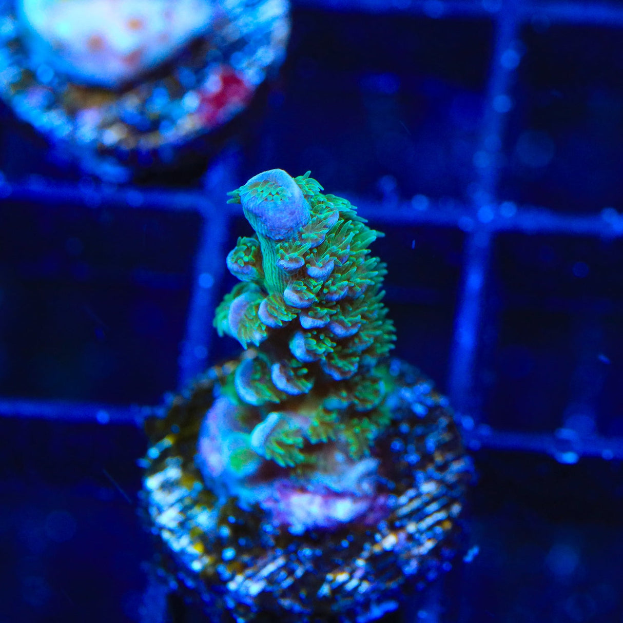 TSA Silver Surfer Acropora Coral