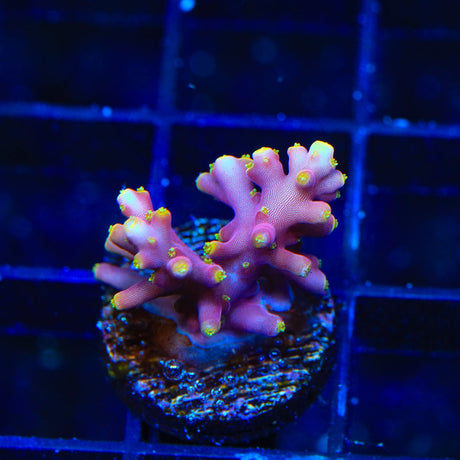 WWC Little Red Ferrari Acropora Coral