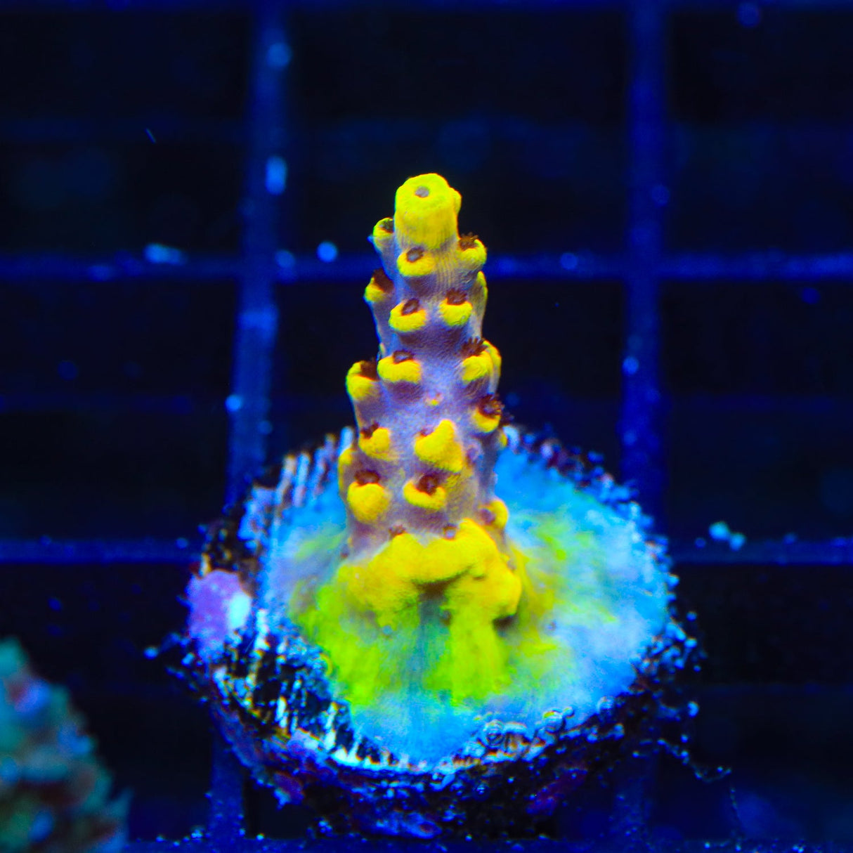 WWC Afterparty Acropora Coral