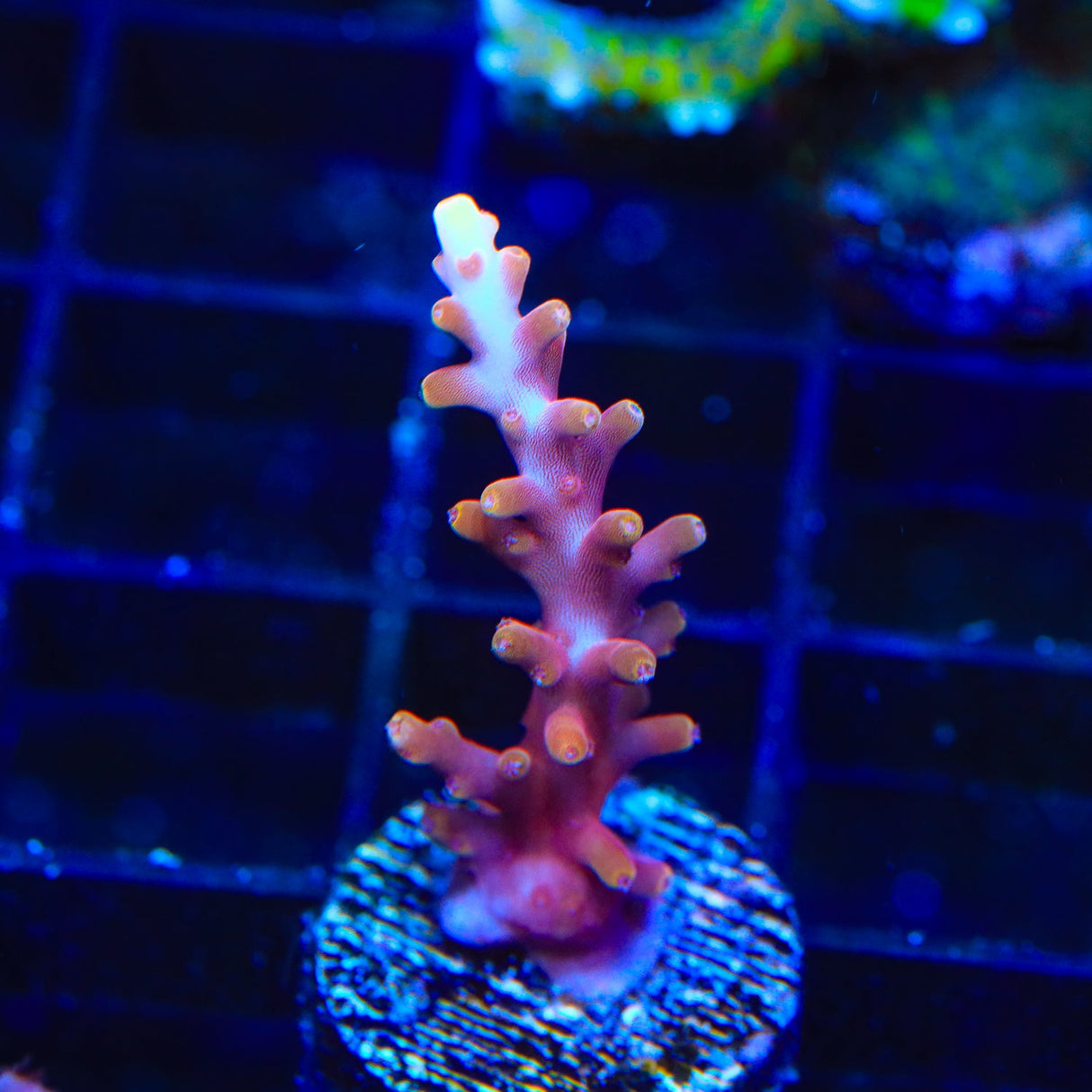 TSA Fire Dragon Acropora Coral