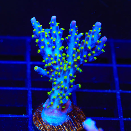 Garf Bonsai Acropora Coral