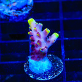 JF Fox Flame Acropora Coral