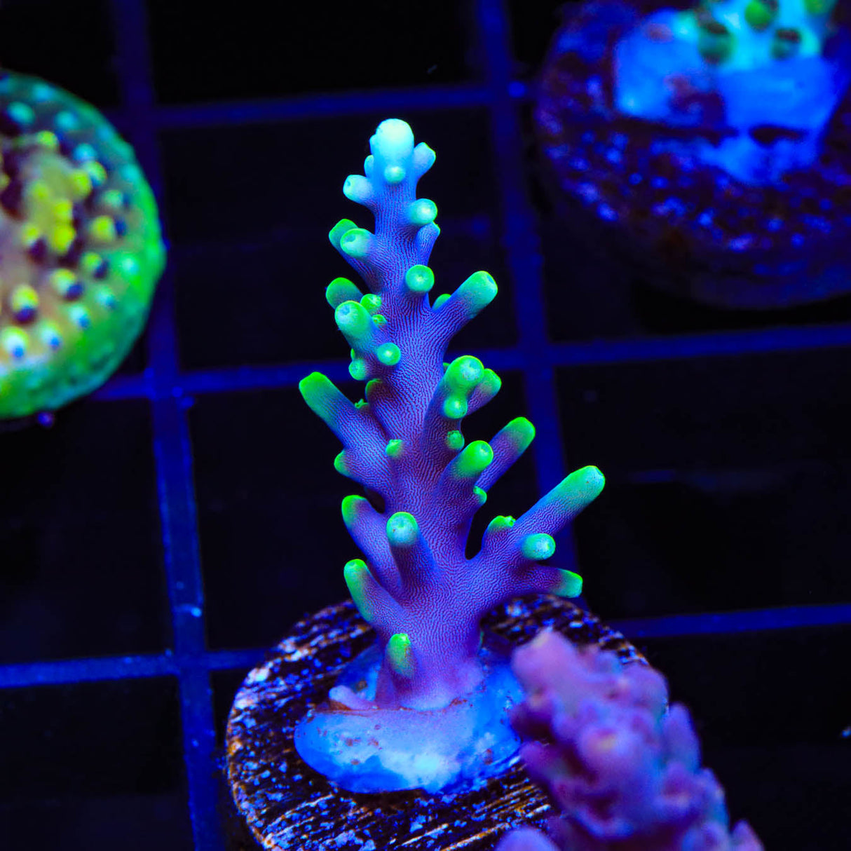 Pacman Acropora Coral - Top Shelf Aquatics