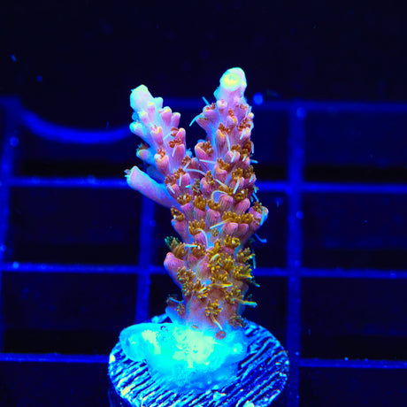 CC Voodoo Majick Acropora Coral