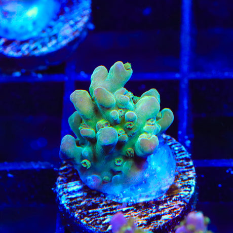 TSA Smooth Operator Acropora Coral 