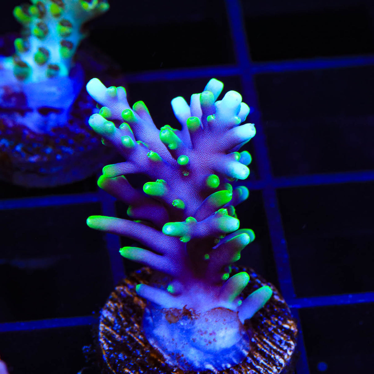 Pacman Acropora Coral - Top Shelf Aquatics