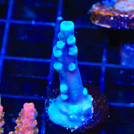 Oregon Blue Tort Acropora Coral