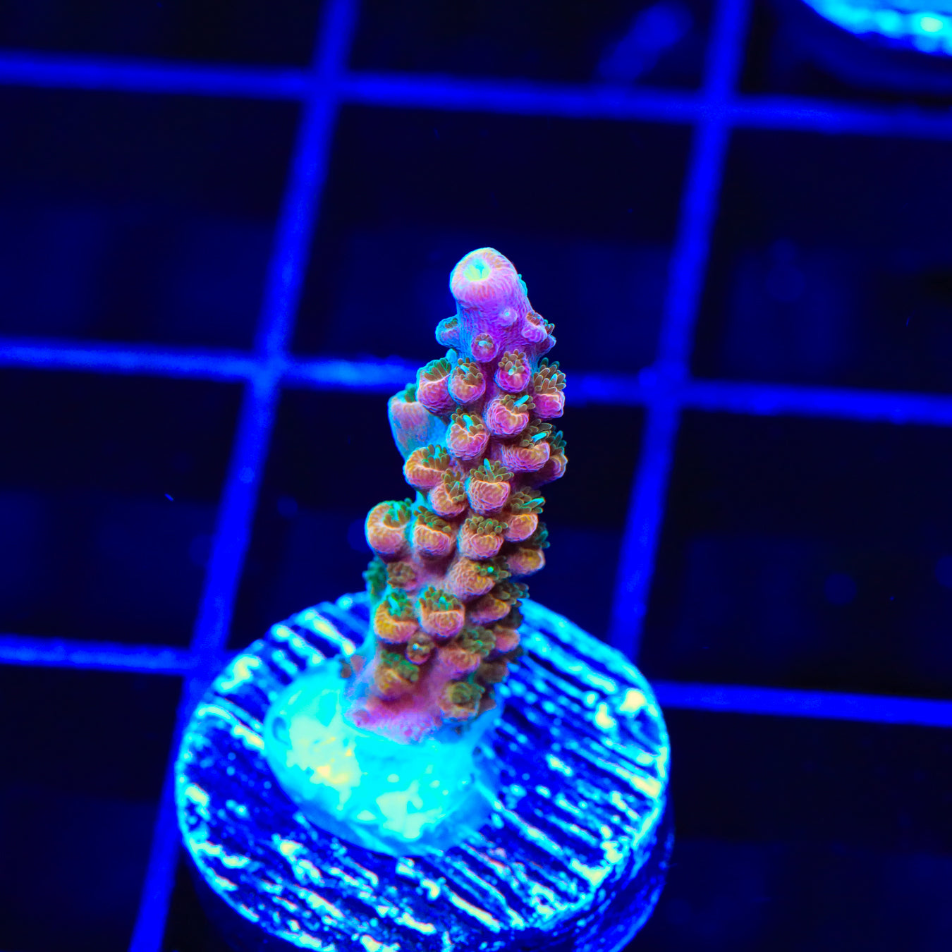 TSA Explosive Ember Acropora Coral