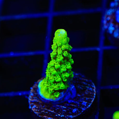 Green Slimer Acropora Coral