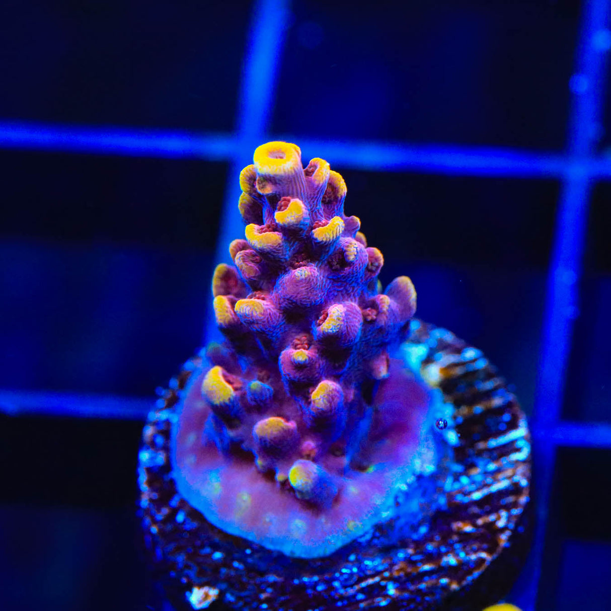 TSA Nightshade Acropora Coral | Top Shelf Aquatics