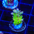 TSA Disco Fever Acropora Coral