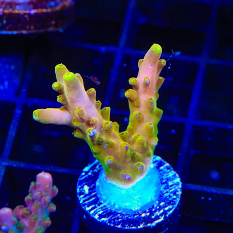 CB Golden Jawdropper Acropora Coral