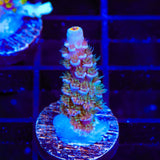 TSA Peach Tree Acropora Coral