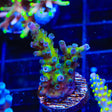 RR Aussie Gold Acropora Coral