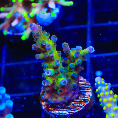 RR Aussie Gold Acropora Coral