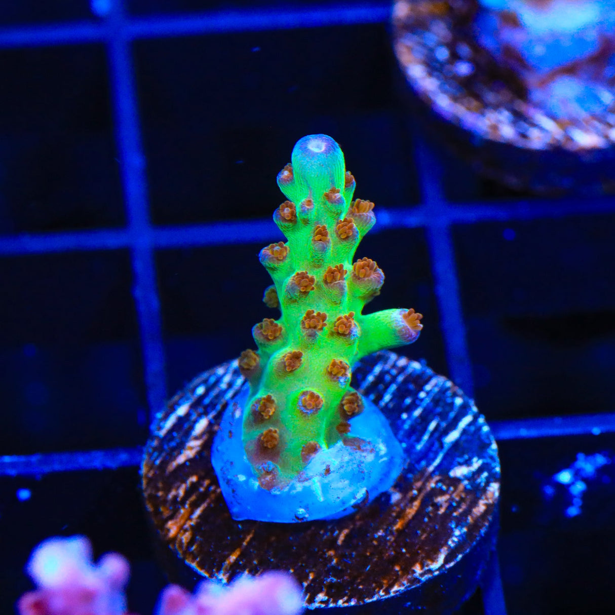 RRC Wonderland Acropora Coral