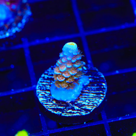 TSA El Scorcho Acropora Coral 