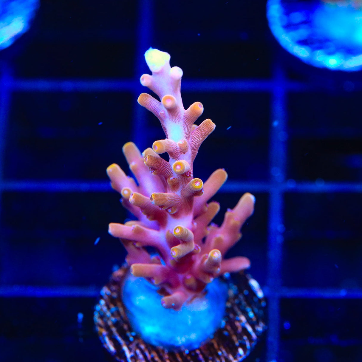 TSA Fire Dragon Acropora Coral