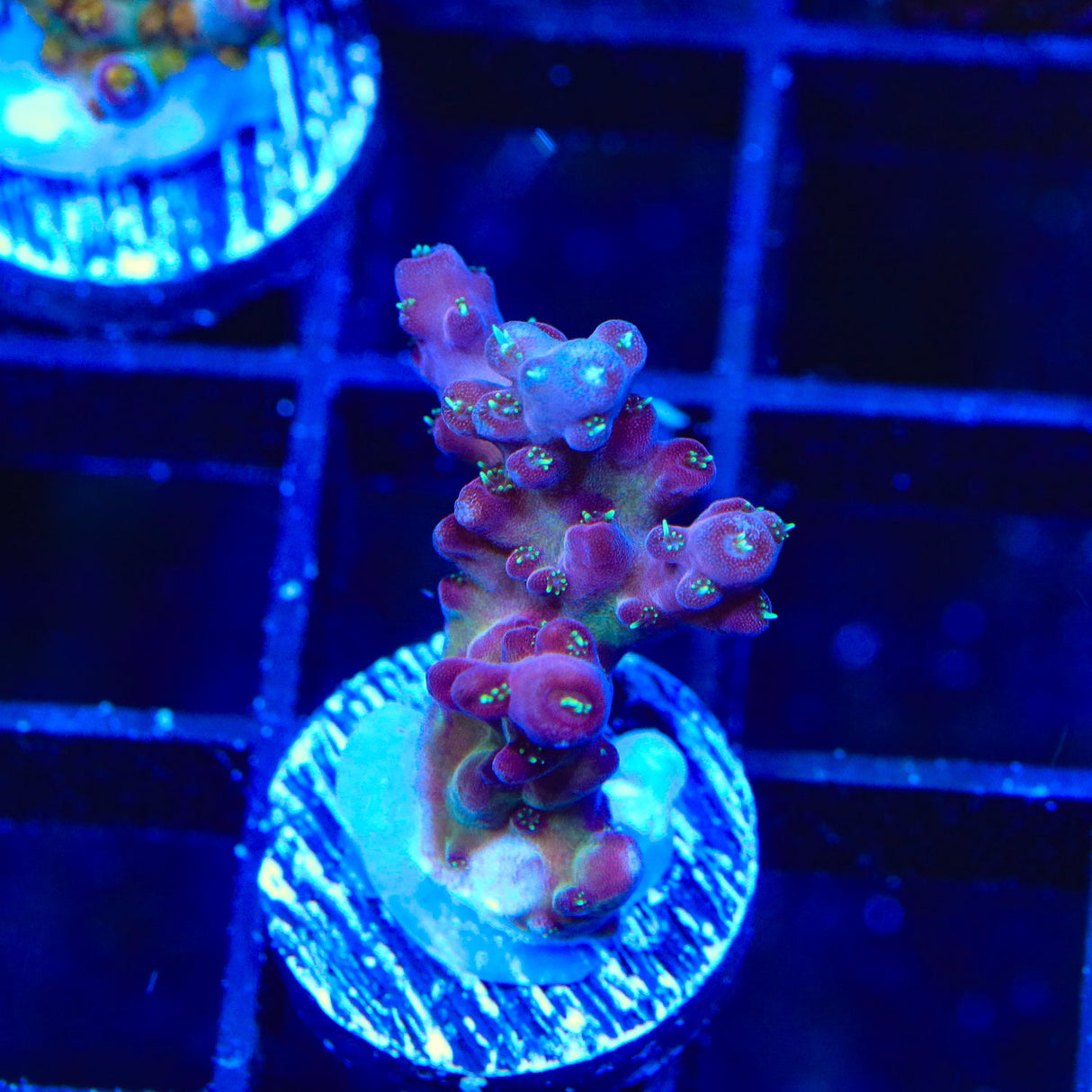 TSA Black Rose Acropora Coral