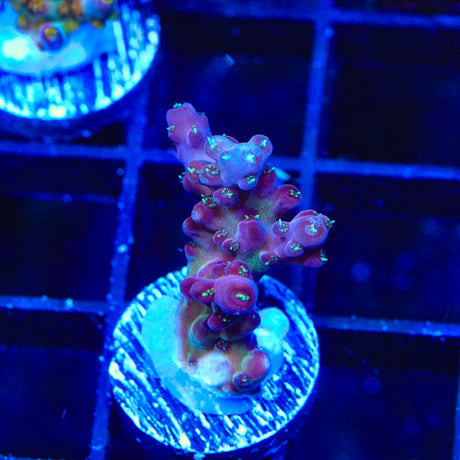 TSA Black Rose Acropora Coral