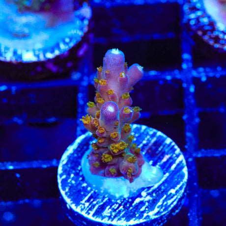 TSA Twisted Sister Acropora Coral