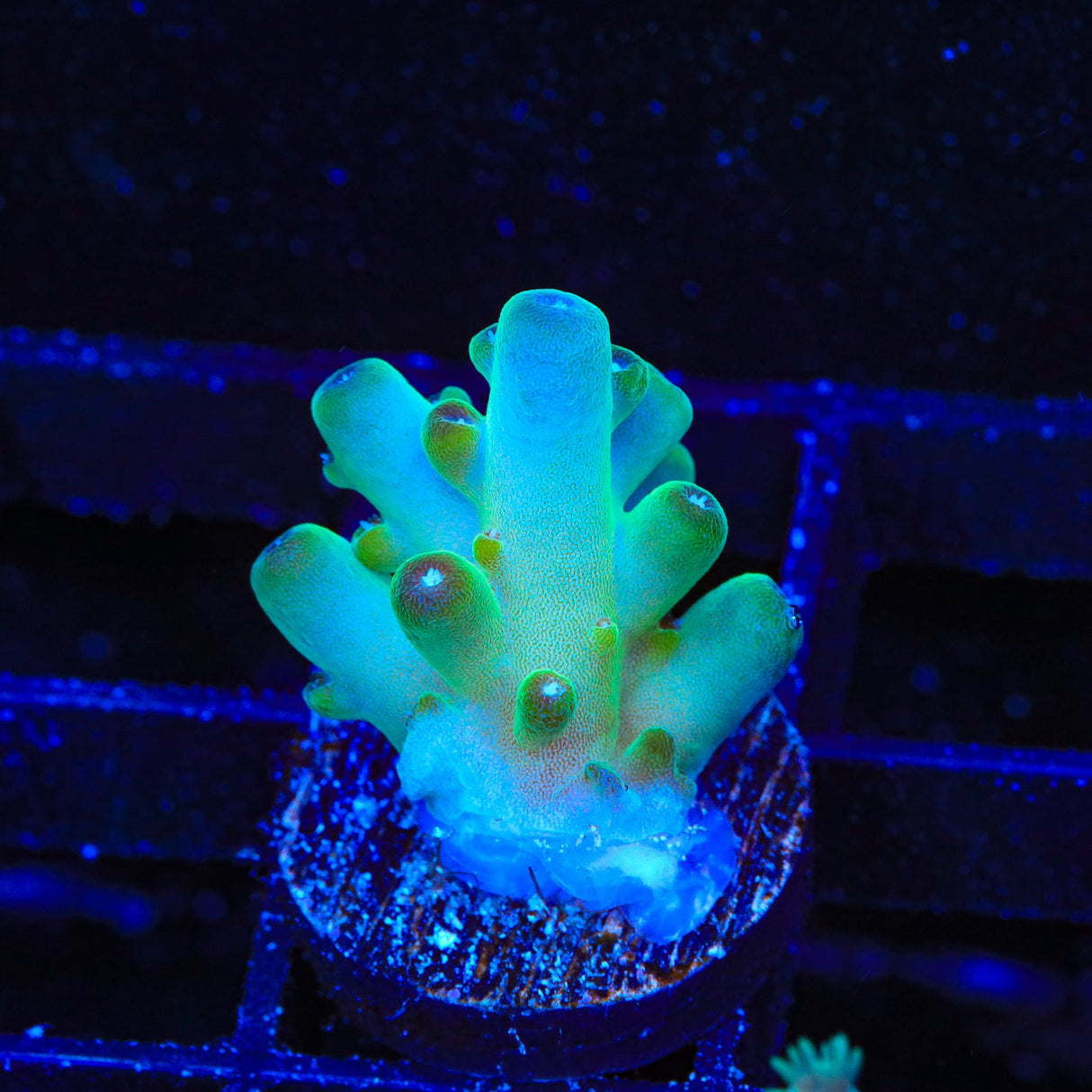 TSA Holy Driver Acropora Coral