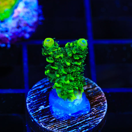 CB Maleficent Acropora Coral