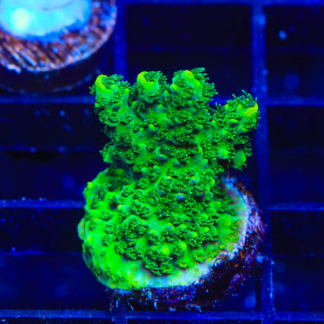 ORA Green Planet Acropora Coral