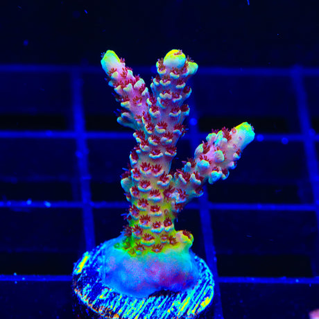 TSA Rainbow Sherbet Acropora Coral