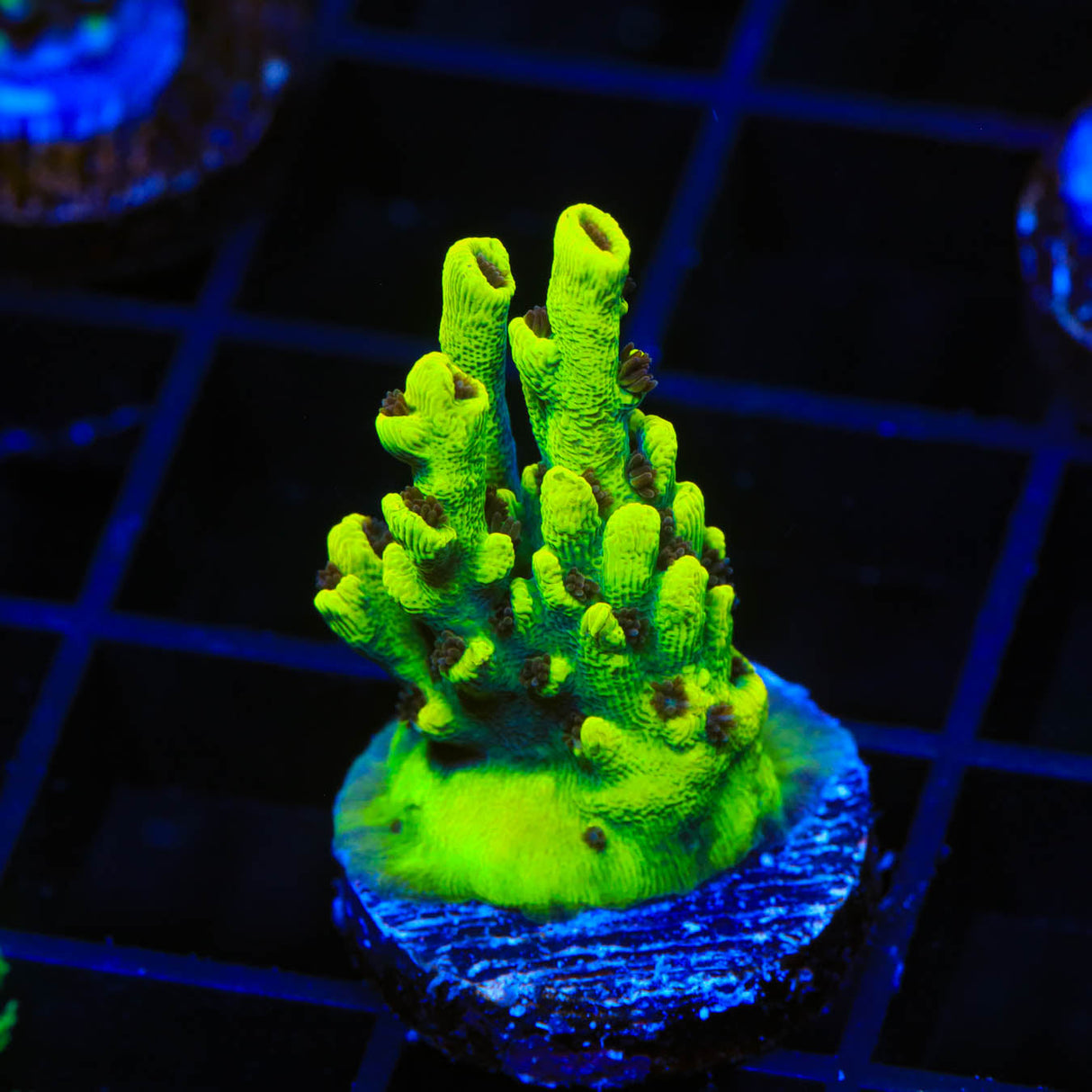 TSA Starlight Acropora Coral