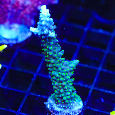 TSA Snozzberry Acropora Coral