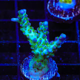 ORA Pearlberry Acropora Coral