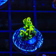 TSA Starlight Acropora Coral - Top Shelf Aquatics