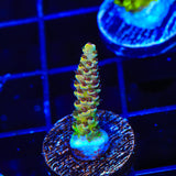 TSA Rick Moranis Acropora Coral