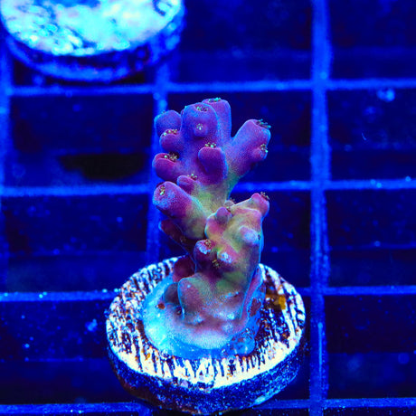 TSA Black Rose Acropora Coral