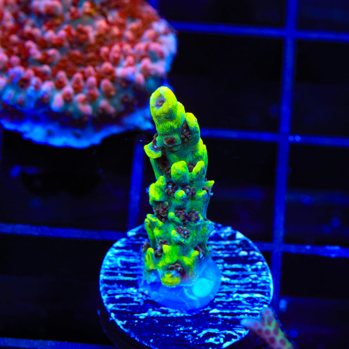 TSA Starlight Acropora Coral - Top Shelf Aquatics