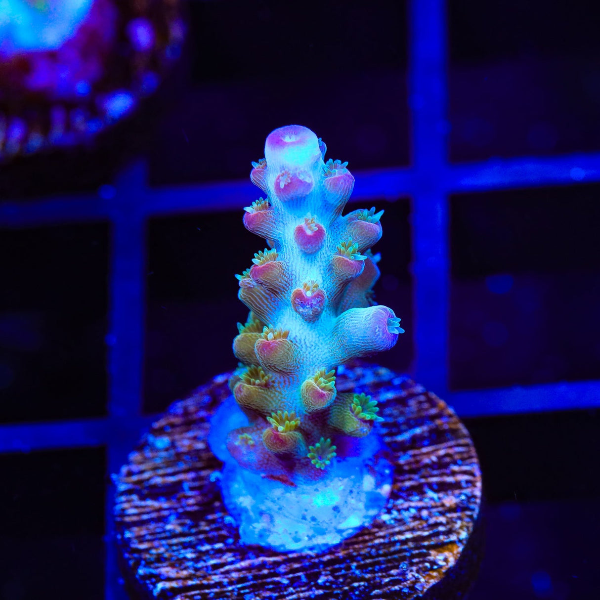 RR Olympus Acropora Coral