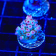 TSA Blueberry Sarmentosa Acropora Coral