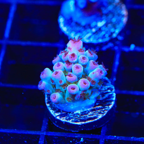 TSA Blueberry Sarmentosa Acropora Coral