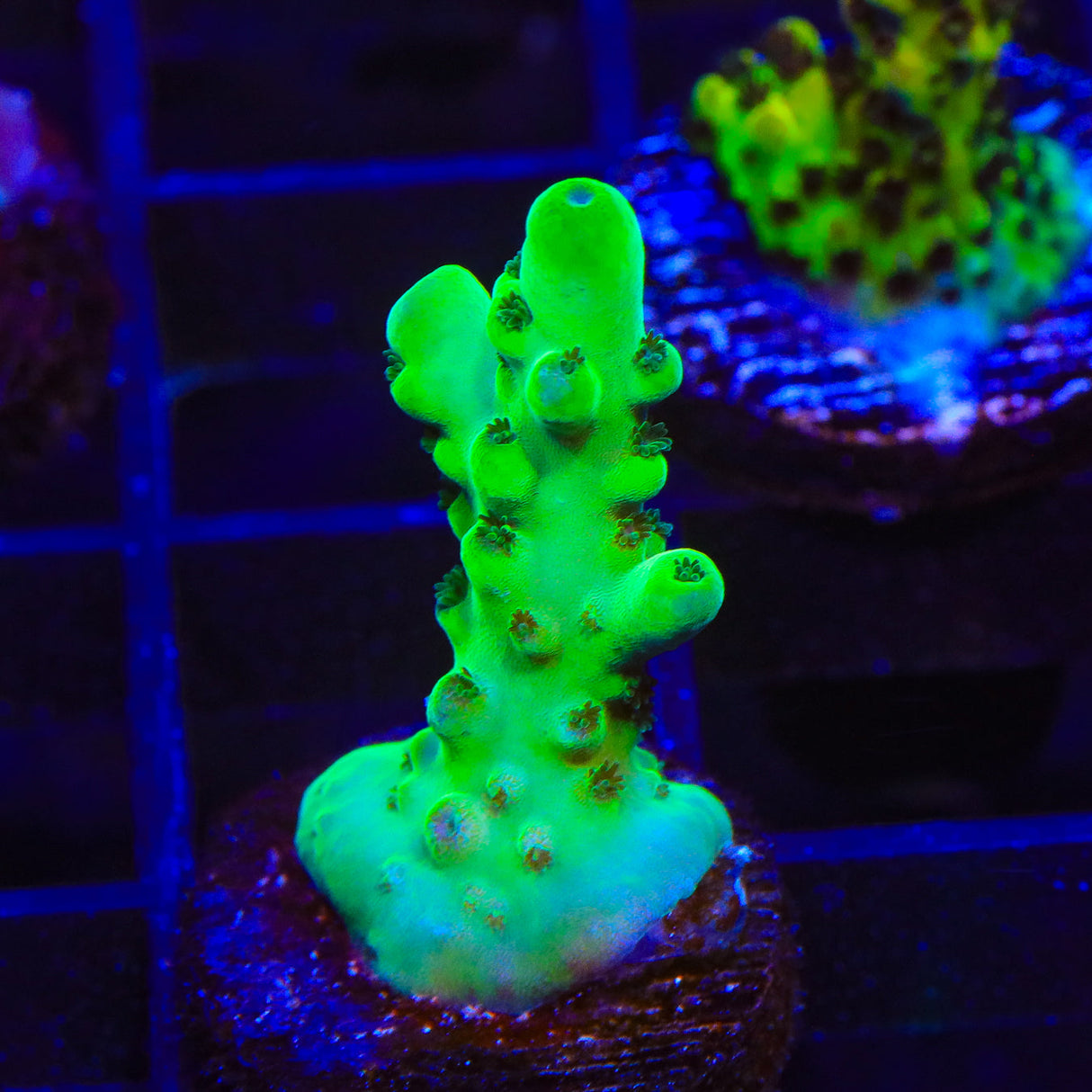 TSA Pearl Acropora Coral