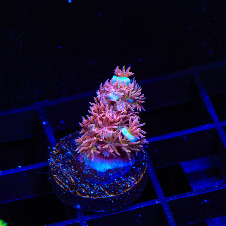 TSA Unity Acropora Coral