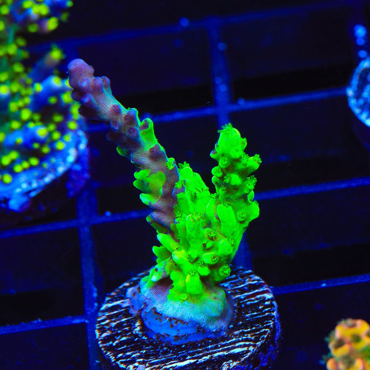 TSA Raspberry Splice Acropora Coral