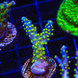 Garf Bonsai Acropora Coral