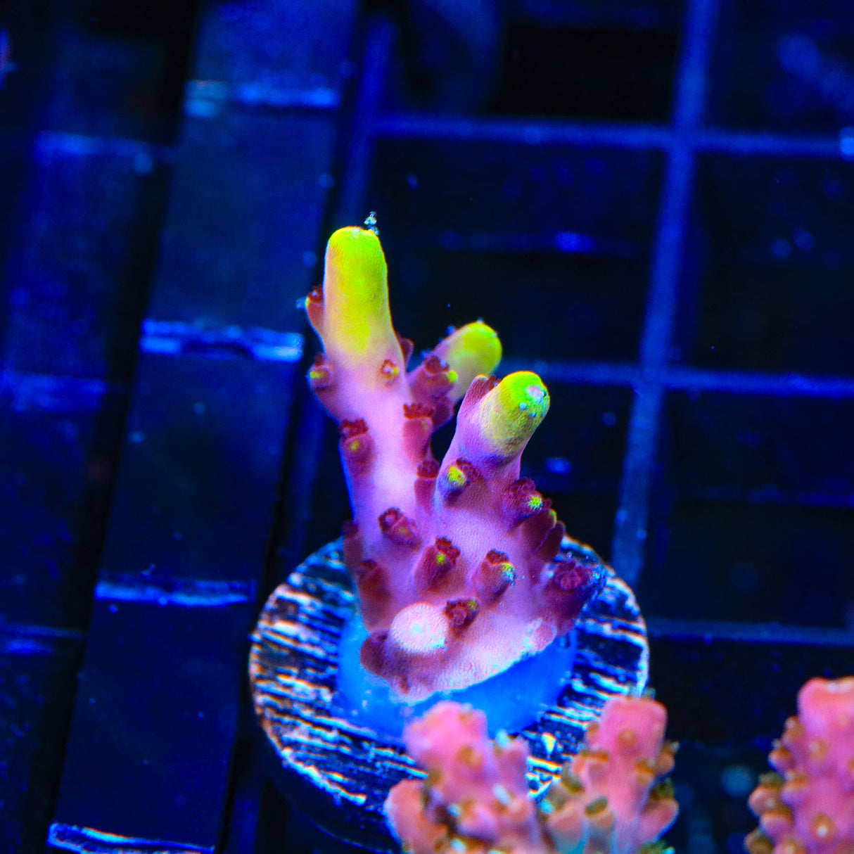 JF Fox Flame Acropora Coral