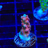 TSA Hellraiser Acropora Coral