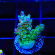 TSA Mossberry Acropora Coral