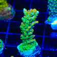 TSA Dan Aykroyd Acropora Coral