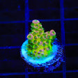 TSA Sour Tsunami Acropora Coral